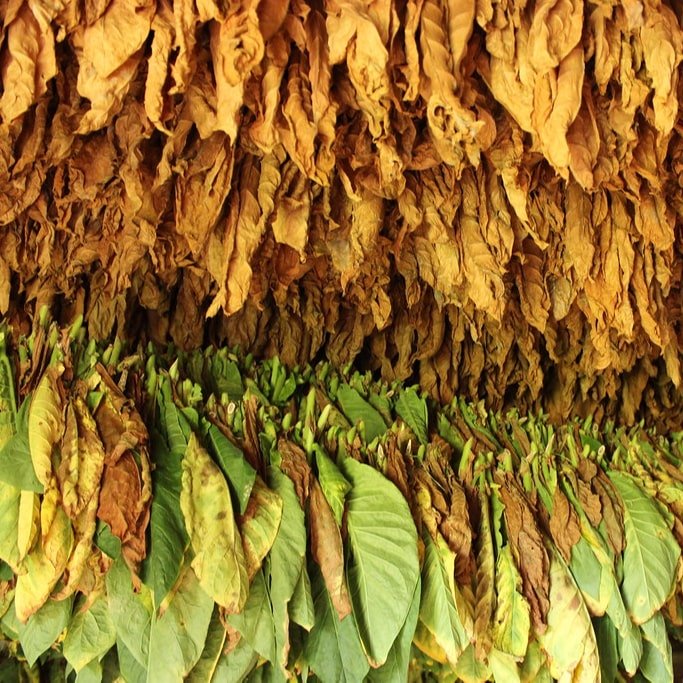 tobacoo_leaf